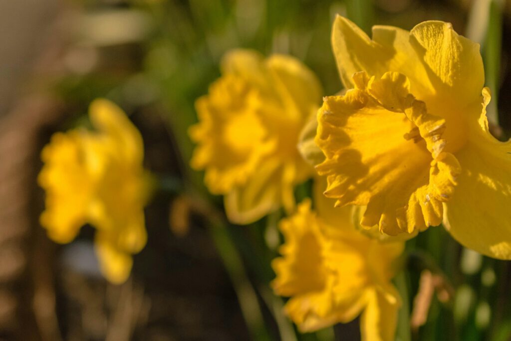 Daffodills